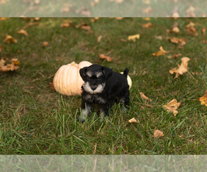 Schnauzer (Miniature) Puppy for sale in NAPPANEE, IN, USA