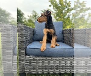 Airedale Terrier Puppy for Sale in JOSHUA, Texas USA
