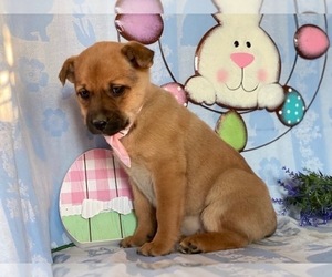 Pom-A-Pug Puppy for sale in LANCASTER, PA, USA