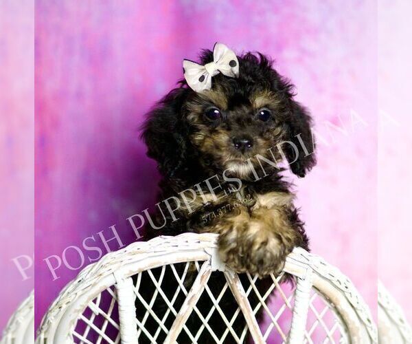 Medium Photo #7 Poodle (Toy) Puppy For Sale in WARSAW, IN, USA