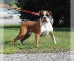 Small Photo #1 Boxer Puppy For Sale in SHIPSHEWANA, IN, USA
