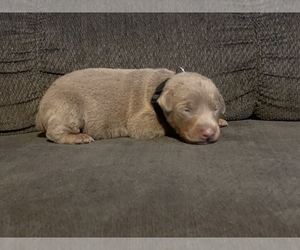 Doberman Pinscher Puppy for sale in PENSACOLA, FL, USA