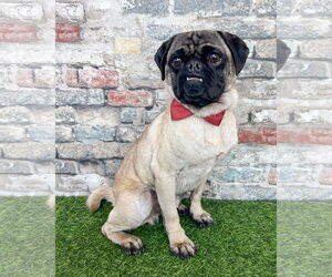 Pug Dogs for adoption in Corona, CA, USA