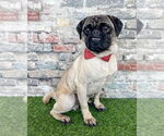 Small Photo #1 Pug Puppy For Sale in Corona, CA, USA