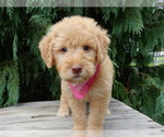 Image preview for Ad Listing. Nickname: Roxy