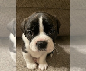 Faux Frenchbo Bulldog Puppy for sale in CLOQUET, MN, USA