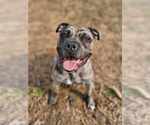 Small #9 American Pit Bull Terrier-Bulldog Mix