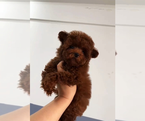 Poodle (Toy) Puppy for sale in RANCHO BERNARDO, CA, USA