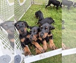Small #2 Doberman Pinscher