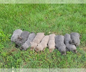 Labrador Retriever Puppy for sale in CONNELLYS SPRINGS, NC, USA
