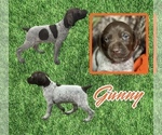 Puppy Gunny German Shorthaired Pointer