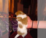 Small #8 Chiranian