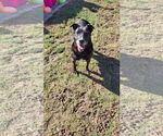 Small #11 Mutt
