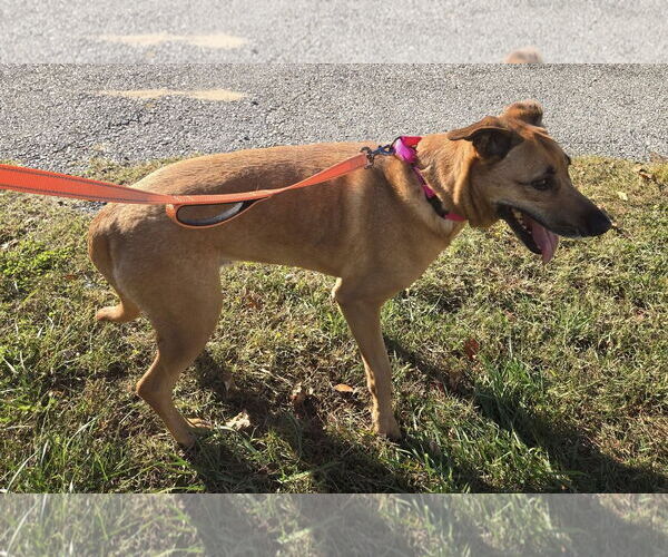 Medium Photo #2 German Shepherd Dog-Unknown Mix Puppy For Sale in Millersville, MD, USA
