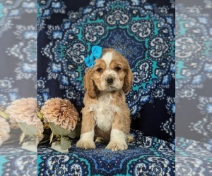 Cocker Spaniel Puppy for sale in NEW HOLLAND, PA, USA