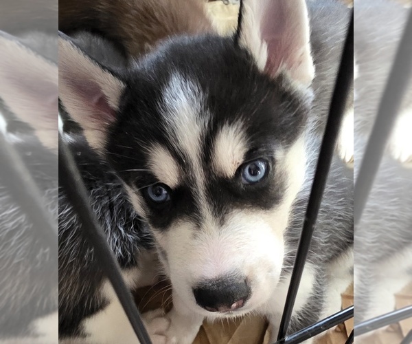 Medium Photo #14 Siberian Husky Puppy For Sale in PORTLAND, OR, USA