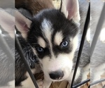 Small #13 Siberian Husky