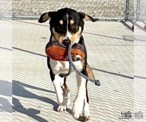 Beagle-Unknown Mix Dogs for adoption in Washington, DC, USA