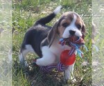 Puppy Citra Beagle
