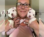 Small #3 American Pit Bull Terrier Mix