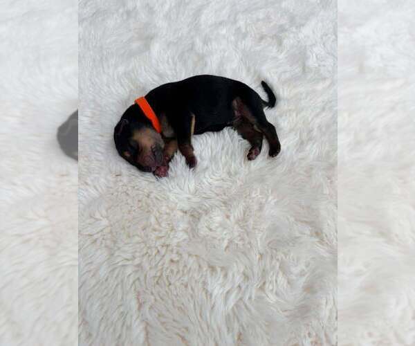 Medium Photo #1 Mutt Puppy For Sale in Imlay City, MI, USA