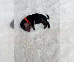 Mutt Dogs for adoption in Imlay City, MI, USA