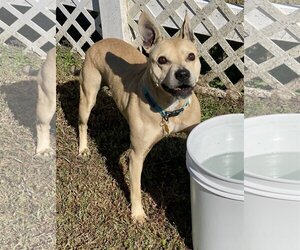 Mutt Dogs for adoption in Virginia Beach, VA, USA