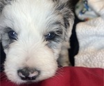 Small #22 Sheepadoodle