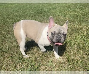 French Bulldog Puppy for sale in FAIRFIELD, OH, USA