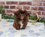 Small #3 Shih Tzu