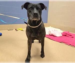 American Staffordshire Terrier-Unknown Mix Dogs for adoption in Raleigh, NC, USA