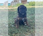 Small #5 Poodle (Miniature)-Poodle (Standard) Mix