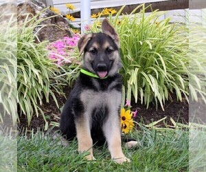 German Shepherd Dog Puppy for sale in STEWARTSTOWN, PA, USA