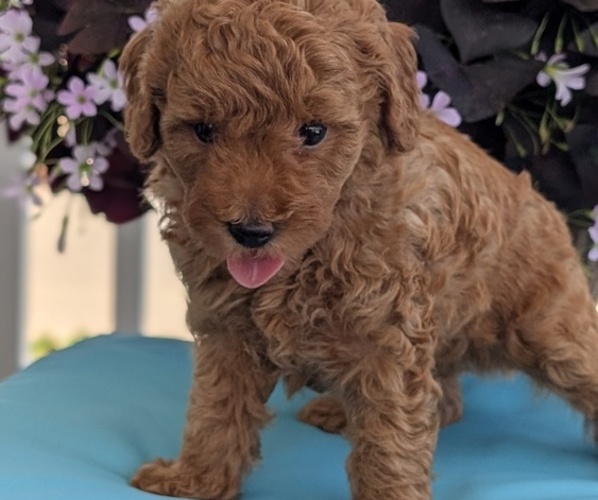Medium Photo #22 Poodle (Toy) Puppy For Sale in GOSHEN, IN, USA