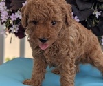Small Photo #22 Poodle (Toy) Puppy For Sale in GOSHEN, IN, USA