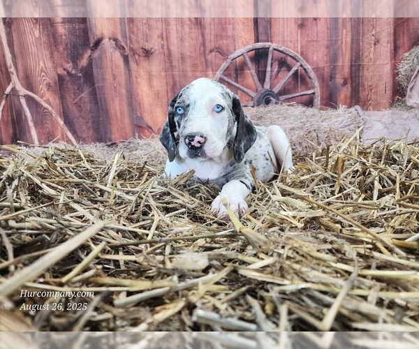 Medium Photo #16 Catahoula Leopard Dog Puppy For Sale in CUMBY, TX, USA