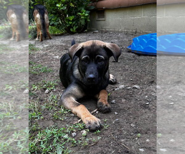 Medium Photo #13 German Shepherd Dog-Unknown Mix Puppy For Sale in New Hill, NC, USA