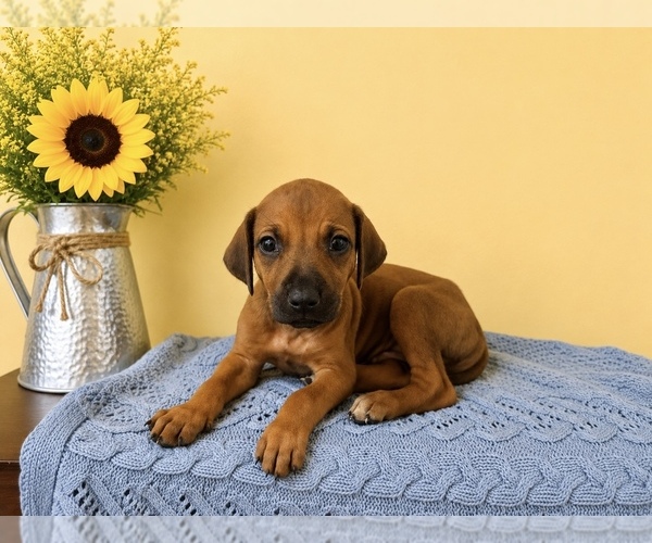 Medium Photo #4 Rhodesian Ridgeback Puppy For Sale in MADISON, GA, USA