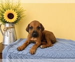 Small #3 Rhodesian Ridgeback