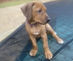 Small #14 Rhodesian Ridgeback