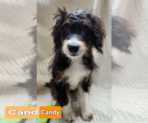 Bernese Mountain Dog-Unknown Mix Dogs for adoption in Smithfield, PA, USA