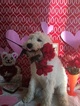 Small Photo #5 Goldendoodle Puppy For Sale in SAINT CLAIR SHORES, MI, USA
