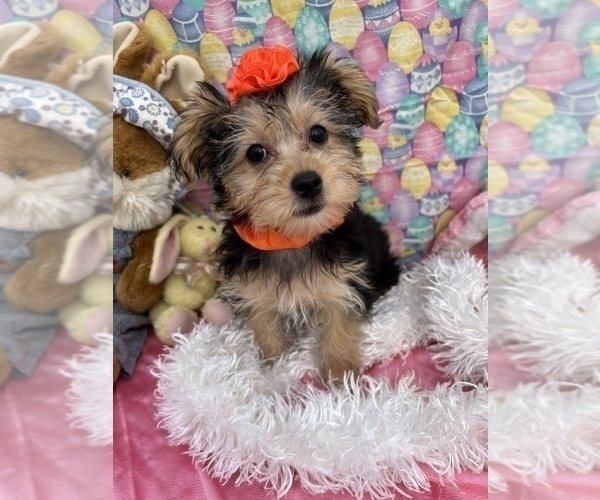 Medium Photo #6 YorkiePoo Puppy For Sale in BOLINGBROOK, IL, USA