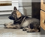 Small #10 German Shepherd Dog