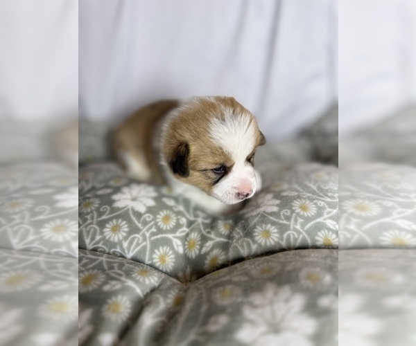 Medium Photo #11 Pembroke Welsh Corgi Puppy For Sale in GRAND RAPIDS, MI, USA