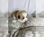 Small #10 Pembroke Welsh Corgi