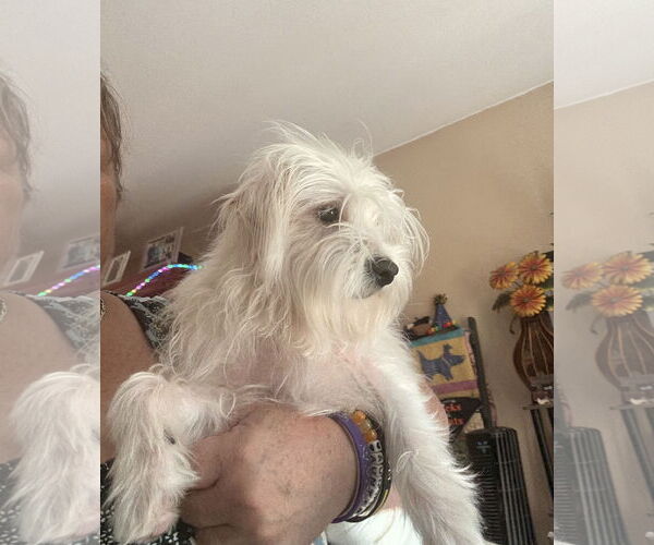Medium Photo #2 Maltese-Unknown Mix Puppy For Sale in Wheaton, IL, USA
