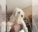Small #1 Maltese Mix