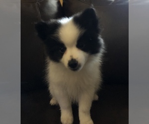 Pomeranian Puppy for sale in SAINT LOUIS, MO, USA