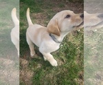 Small Photo #12 Labrador Retriever Puppy For Sale in CALDWELL, ID, USA